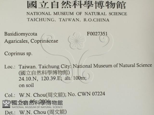 鬼傘屬藏品圖，第2張