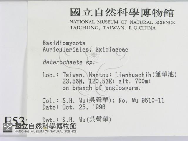 刺皮菌屬藏品圖，第2張