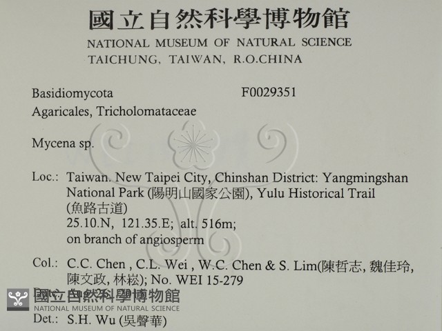 小菇屬藏品圖，第2張