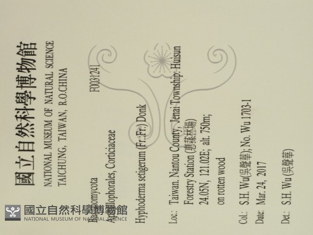 剛毛絲皮菌藏品圖，第2張