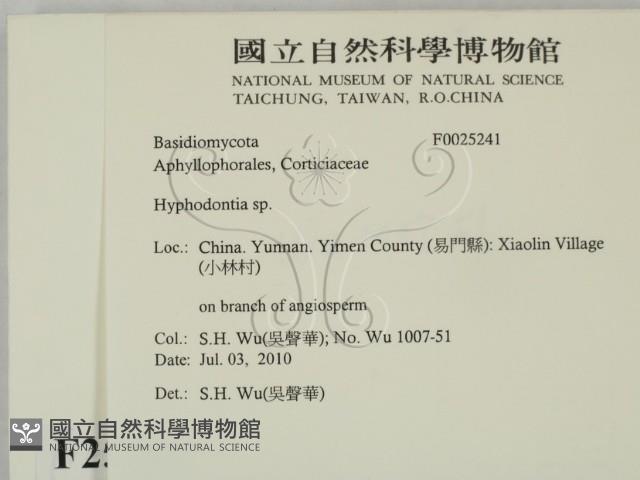 絲齒菌屬藏品圖，第2張