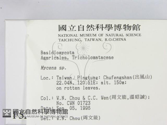 小菇屬藏品圖，第2張