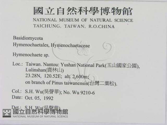 刺革菌屬藏品圖，第2張