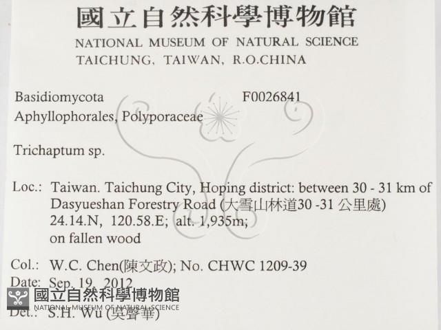 附毛菌屬藏品圖，第2張
