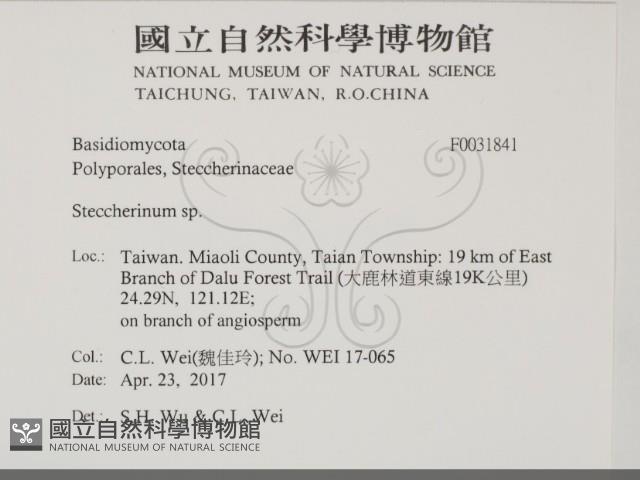 齒耳菌屬藏品圖，第2張