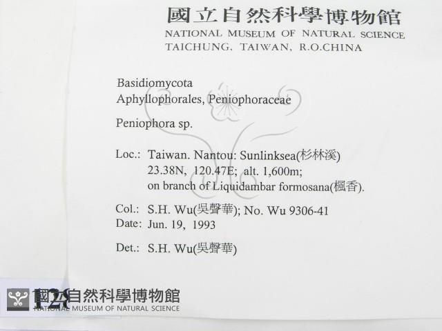 筍殼菌屬藏品圖，第2張