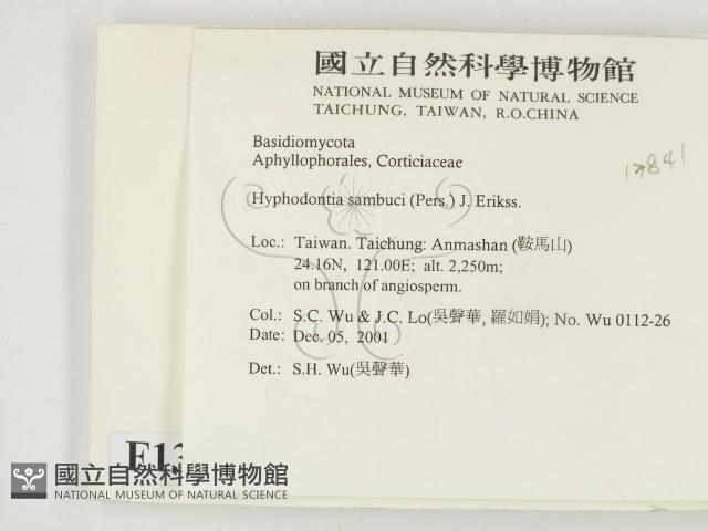 冇骨消絲齒菌藏品圖，第2張