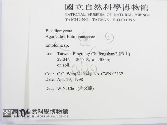 粉褶菌屬藏品圖，第2張