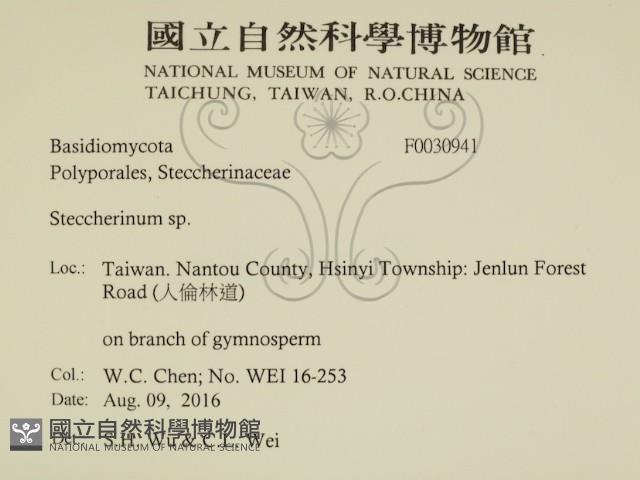 齒耳菌屬藏品圖，第2張