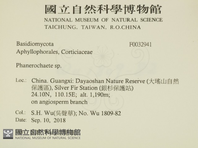 顯絲菌屬藏品圖，第2張