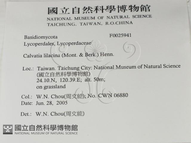 紫色禿馬勃藏品圖，第2張