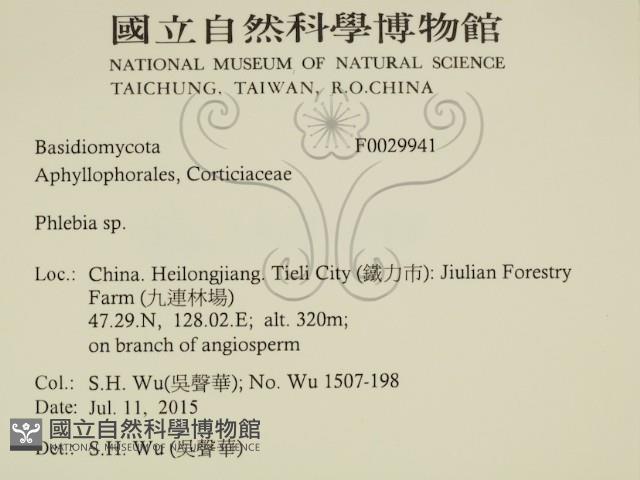 射脈菌屬藏品圖，第2張