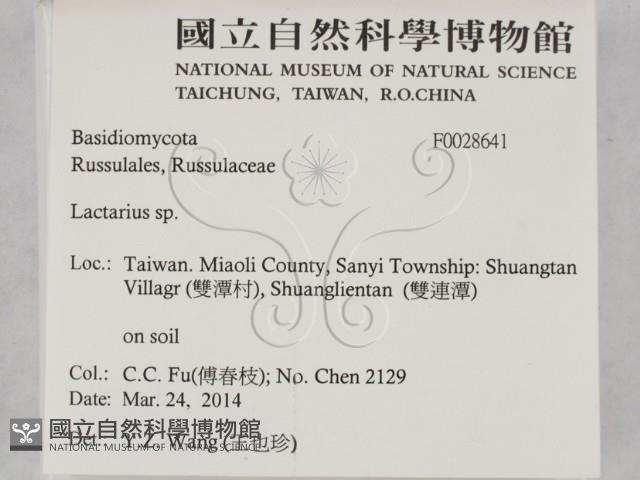 乳菇屬藏品圖，第2張