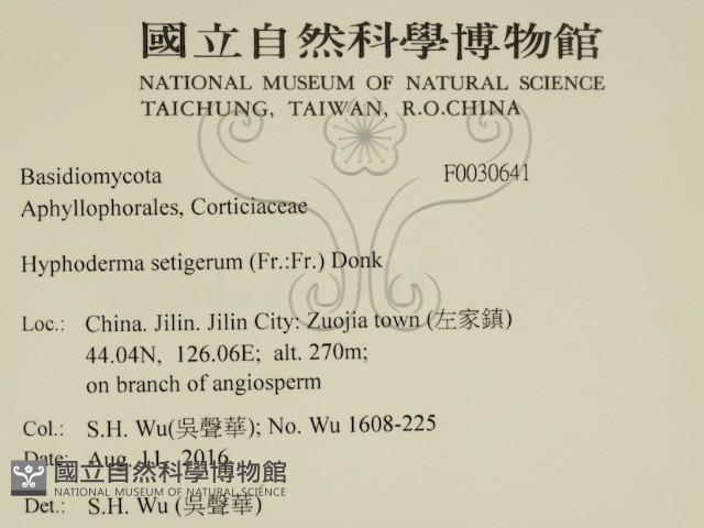剛毛絲皮菌藏品圖，第2張