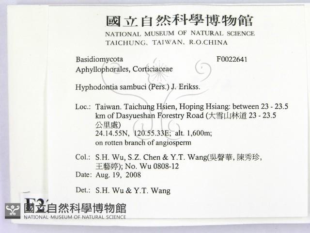 冇骨消絲齒菌藏品圖，第2張
