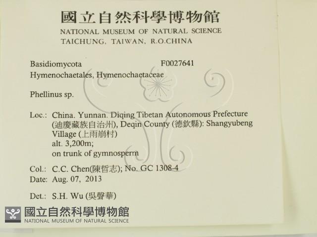 木層孔菌屬藏品圖，第2張