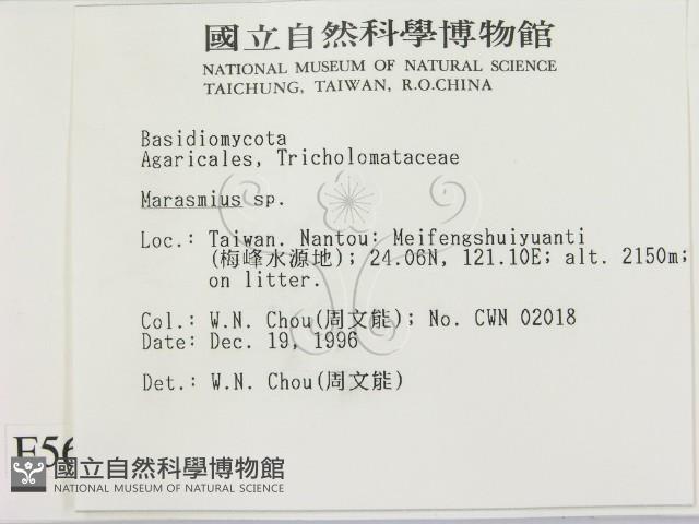 小皮傘屬藏品圖，第2張