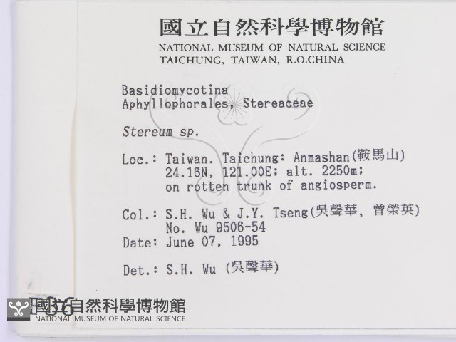 韌革菌屬藏品圖，第2張
