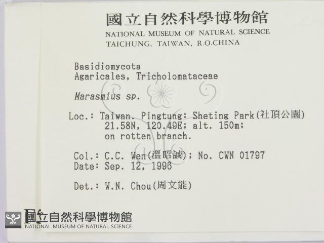 小皮傘屬藏品圖，第2張