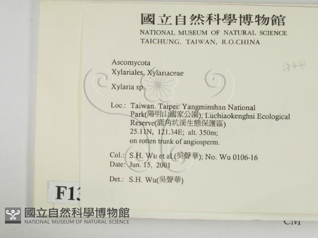 炭角菌屬藏品圖，第2張