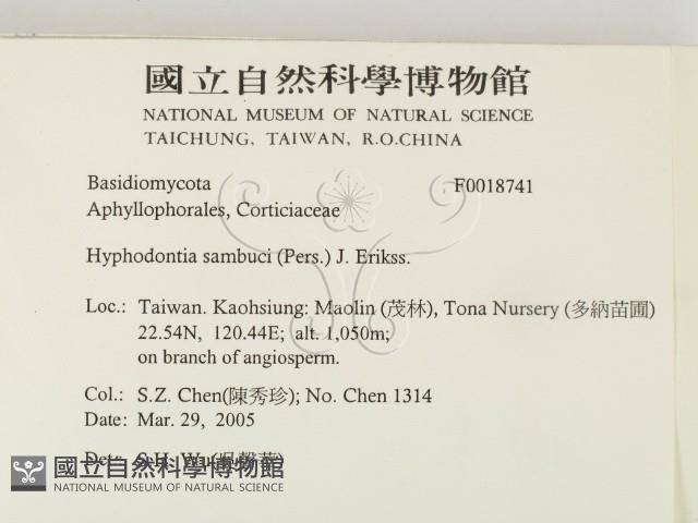 冇骨消絲齒菌藏品圖，第2張