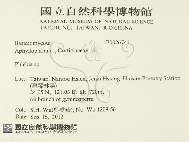 射脈菌屬藏品圖，第2張