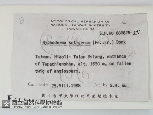 剛毛絲皮菌藏品圖，第2張
