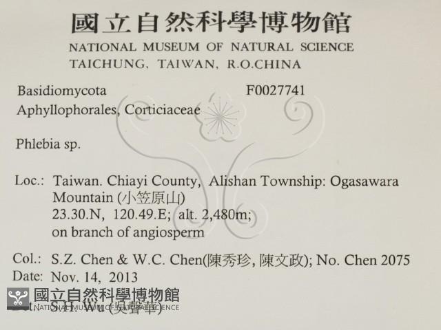 射脈菌屬藏品圖，第2張