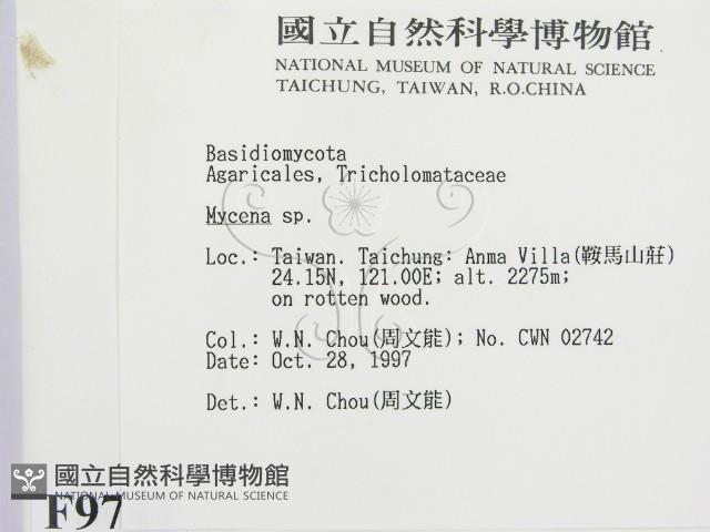 小菇屬藏品圖，第2張