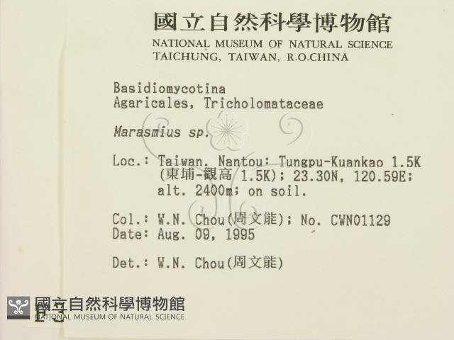 小皮傘屬藏品圖，第2張