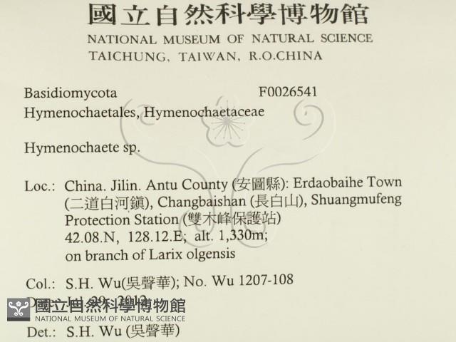 刺革菌屬藏品圖，第2張