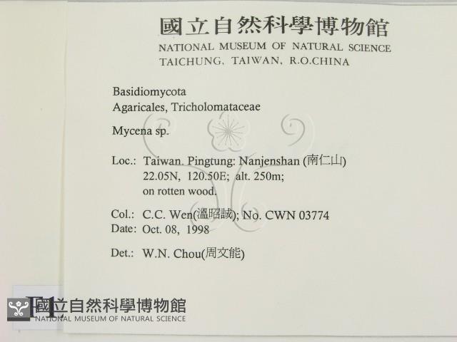 小菇屬藏品圖，第2張