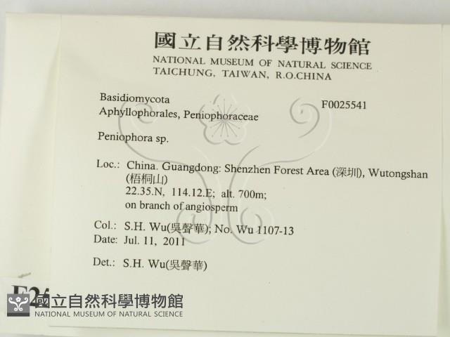 筍殼菌屬藏品圖，第2張