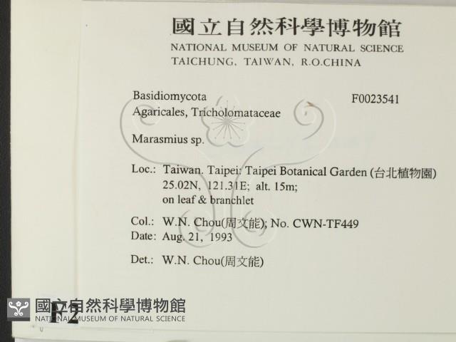 小皮傘屬藏品圖，第2張