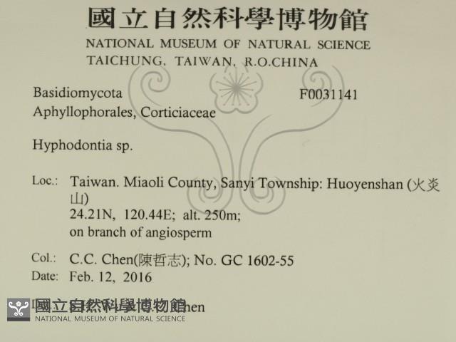 絲齒菌屬藏品圖，第2張