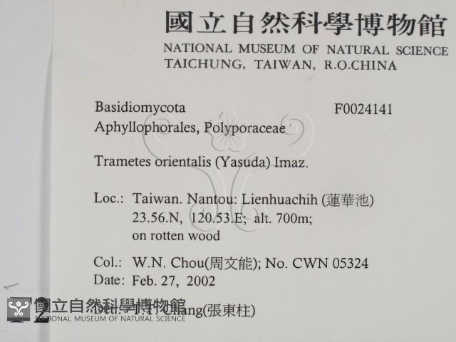 東方栓菌藏品圖，第2張