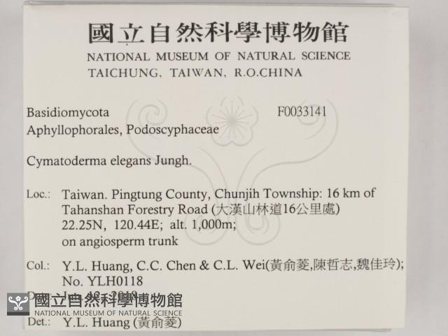 優雅波邊革菌藏品圖，第2張