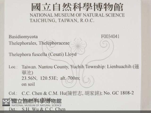 棕色革菌藏品圖，第2張