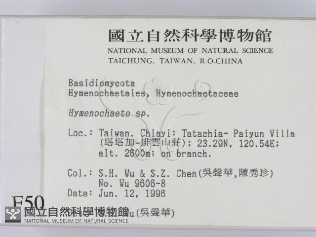 刺革菌屬藏品圖，第2張