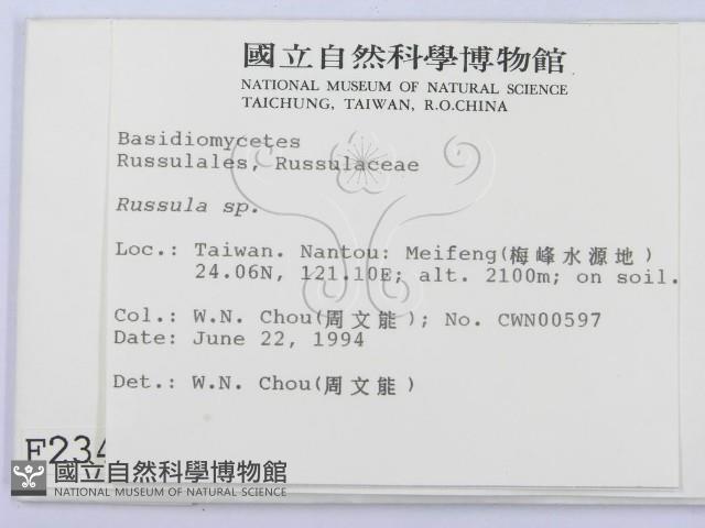 紅菇屬藏品圖，第2張