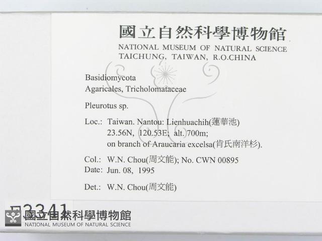 側耳屬藏品圖，第2張