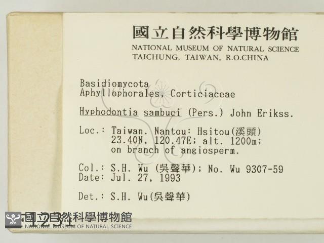 冇骨消絲齒菌藏品圖，第2張