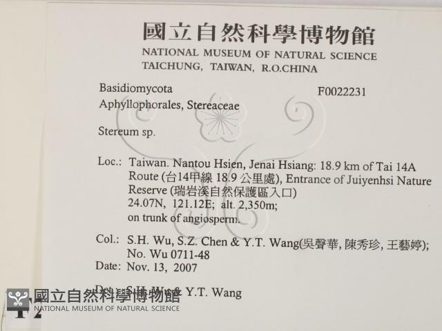 韌革菌屬藏品圖，第2張