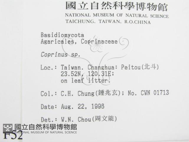 鬼傘屬藏品圖，第2張