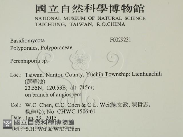 多年臥孔菌屬藏品圖，第2張