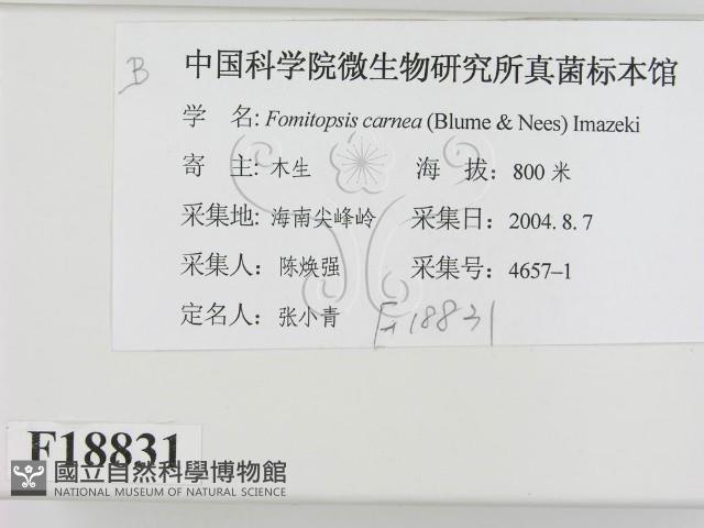 登錄號:F0018831藏品圖，第2張