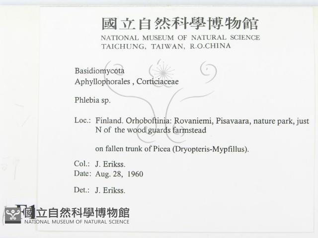 射脈菌屬藏品圖，第2張