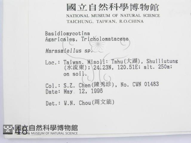 微皮傘屬藏品圖，第2張