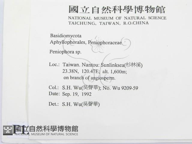 筍殼菌屬藏品圖，第2張