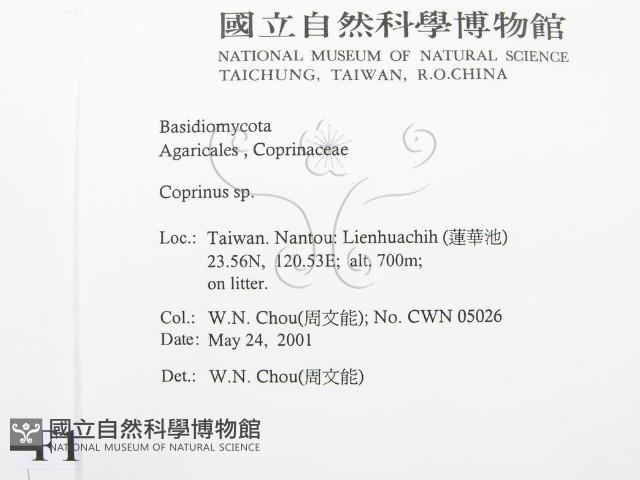 鬼傘屬藏品圖，第2張